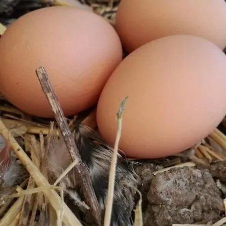 Azienda Agricola Giorgio 펜션 토리노 디 산그로